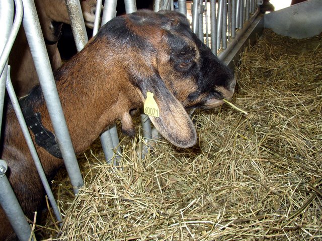 2011 09 24 Sortie ferme de la Noue 07